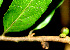  ( - BioBot01481)  @11 [ ] CreativeCommons - Attribution Non-Commercial Share-Alike (2010) Daniel H. Janzen Guanacaste Dry Forest Conservation Fund