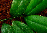 ( - BioBot01488)  @11 [ ] CreativeCommons - Attribution Non-Commercial Share-Alike (2010) Daniel H. Janzen Guanacaste Dry Forest Conservation Fund