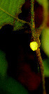  ( - BioBot01489)  @11 [ ] CreativeCommons - Attribution Non-Commercial Share-Alike (2010) Daniel H. Janzen Guanacaste Dry Forest Conservation Fund