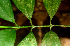  ( - BioBot01489)  @11 [ ] CreativeCommons - Attribution Non-Commercial Share-Alike (2010) Daniel H. Janzen Guanacaste Dry Forest Conservation Fund