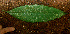  ( - BioBot01489)  @11 [ ] CreativeCommons - Attribution Non-Commercial Share-Alike (2010) Daniel H. Janzen Guanacaste Dry Forest Conservation Fund