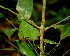  ( - BioBot01489)  @11 [ ] CreativeCommons - Attribution Non-Commercial Share-Alike (2010) Daniel H. Janzen Guanacaste Dry Forest Conservation Fund