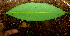  ( - BioBot01489)  @11 [ ] CreativeCommons - Attribution Non-Commercial Share-Alike (2010) Daniel H. Janzen Guanacaste Dry Forest Conservation Fund