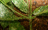  ( - BioBot01489)  @11 [ ] CreativeCommons - Attribution Non-Commercial Share-Alike (2010) Daniel H. Janzen Guanacaste Dry Forest Conservation Fund