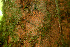  ( - BioBot01495)  @11 [ ] CreativeCommons - Attribution Non-Commercial Share-Alike (2010) Daniel H. Janzen Guanacaste Dry Forest Conservation Fund