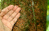  ( - BioBot01495)  @11 [ ] CreativeCommons - Attribution Non-Commercial Share-Alike (2010) Daniel H. Janzen Guanacaste Dry Forest Conservation Fund
