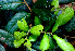  ( - BioBot01495)  @11 [ ] CreativeCommons - Attribution Non-Commercial Share-Alike (2010) Daniel H. Janzen Guanacaste Dry Forest Conservation Fund