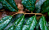  ( - BioBot01495)  @11 [ ] CreativeCommons - Attribution Non-Commercial Share-Alike (2010) Daniel H. Janzen Guanacaste Dry Forest Conservation Fund
