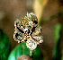  ( - BioBot01495)  @11 [ ] CreativeCommons - Attribution Non-Commercial Share-Alike (2010) Daniel H. Janzen Guanacaste Dry Forest Conservation Fund