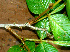  ( - BioBot01498)  @11 [ ] CreativeCommons - Attribution Non-Commercial Share-Alike (2010) Daniel H. Janzen Guanacaste Dry Forest Conservation Fund