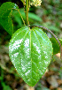  (Mikania hookeriana - BioBot01499)  @11 [ ] CreativeCommons - Attribution Non-Commercial Share-Alike (2010) Daniel H. Janzen Guanacaste Dry Forest Conservation Fund