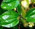  ( - BioBot01499)  @11 [ ] CreativeCommons - Attribution Non-Commercial Share-Alike (2010) Daniel H. Janzen Guanacaste Dry Forest Conservation Fund