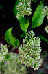  ( - BioBot01504)  @11 [ ] CreativeCommons - Attribution Non-Commercial Share-Alike (2010) Daniel H. Janzen Guanacaste Dry Forest Conservation Fund