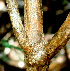  ( - BioBot01505)  @11 [ ] CreativeCommons - Attribution Non-Commercial Share-Alike (2010) Daniel H. Janzen Guanacaste Dry Forest Conservation Fund