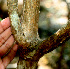  ( - BioBot01505)  @11 [ ] CreativeCommons - Attribution Non-Commercial Share-Alike (2010) Daniel H. Janzen Guanacaste Dry Forest Conservation Fund