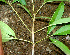  ( - BioBot01505)  @11 [ ] CreativeCommons - Attribution Non-Commercial Share-Alike (2010) Daniel H. Janzen Guanacaste Dry Forest Conservation Fund
