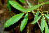  ( - BioBot01505)  @11 [ ] CreativeCommons - Attribution Non-Commercial Share-Alike (2010) Daniel H. Janzen Guanacaste Dry Forest Conservation Fund