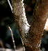  ( - BioBot01506)  @11 [ ] CreativeCommons - Attribution Non-Commercial Share-Alike (2010) Daniel H. Janzen Guanacaste Dry Forest Conservation Fund