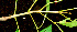  ( - BioBot01506)  @11 [ ] CreativeCommons - Attribution Non-Commercial Share-Alike (2010) Daniel H. Janzen Guanacaste Dry Forest Conservation Fund