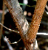 ( - BioBot01507)  @11 [ ] CreativeCommons - Attribution Non-Commercial Share-Alike (2010) Daniel H. Janzen Guanacaste Dry Forest Conservation Fund