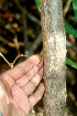  ( - BioBot01507)  @11 [ ] CreativeCommons - Attribution Non-Commercial Share-Alike (2010) Daniel H. Janzen Guanacaste Dry Forest Conservation Fund