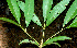  ( - BioBot01507)  @11 [ ] CreativeCommons - Attribution Non-Commercial Share-Alike (2010) Daniel H. Janzen Guanacaste Dry Forest Conservation Fund