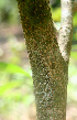  ( - BioBot01515)  @11 [ ] CreativeCommons - Attribution Non-Commercial Share-Alike (2010) Daniel H. Janzen Guanacaste Dry Forest Conservation Fund