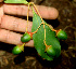  ( - BioBot01518)  @11 [ ] CreativeCommons - Attribution Non-Commercial Share-Alike (2010) Daniel H. Janzen Guanacaste Dry Forest Conservation Fund