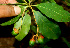  ( - BioBot01518)  @11 [ ] CreativeCommons - Attribution Non-Commercial Share-Alike (2010) Daniel H. Janzen Guanacaste Dry Forest Conservation Fund