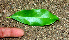  ( - BioBot01519)  @11 [ ] CreativeCommons - Attribution Non-Commercial Share-Alike (2010) Daniel H. Janzen Guanacaste Dry Forest Conservation Fund