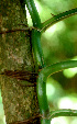  ( - BioBot01524)  @11 [ ] CreativeCommons - Attribution Non-Commercial Share-Alike (2010) Daniel H. Janzen Guanacaste Dry Forest Conservation Fund
