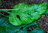  ( - BioBot01524)  @11 [ ] CreativeCommons - Attribution Non-Commercial Share-Alike (2010) Daniel H. Janzen Guanacaste Dry Forest Conservation Fund
