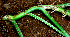  ( - BioBot01524)  @11 [ ] CreativeCommons - Attribution Non-Commercial Share-Alike (2010) Daniel H. Janzen Guanacaste Dry Forest Conservation Fund