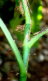  ( - BioBot01525)  @11 [ ] CreativeCommons - Attribution Non-Commercial Share-Alike (2010) Daniel H. Janzen Guanacaste Dry Forest Conservation Fund