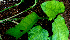  ( - BioBot01525)  @11 [ ] CreativeCommons - Attribution Non-Commercial Share-Alike (2010) Daniel H. Janzen Guanacaste Dry Forest Conservation Fund