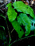  ( - BioBot01525)  @11 [ ] CreativeCommons - Attribution Non-Commercial Share-Alike (2010) Daniel H. Janzen Guanacaste Dry Forest Conservation Fund