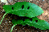  ( - BioBot01525)  @11 [ ] CreativeCommons - Attribution Non-Commercial Share-Alike (2010) Daniel H. Janzen Guanacaste Dry Forest Conservation Fund