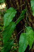  ( - BioBot01526)  @11 [ ] CreativeCommons - Attribution Non-Commercial Share-Alike (2010) Daniel H. Janzen Guanacaste Dry Forest Conservation Fund