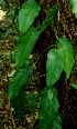  ( - BioBot01526)  @11 [ ] CreativeCommons - Attribution Non-Commercial Share-Alike (2010) Daniel H. Janzen Guanacaste Dry Forest Conservation Fund