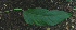  ( - BioBot01526)  @11 [ ] CreativeCommons - Attribution Non-Commercial Share-Alike (2010) Daniel H. Janzen Guanacaste Dry Forest Conservation Fund
