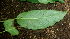  ( - BioBot01526)  @11 [ ] CreativeCommons - Attribution Non-Commercial Share-Alike (2010) Daniel H. Janzen Guanacaste Dry Forest Conservation Fund