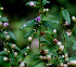  ( - BioBot01537)  @11 [ ] CreativeCommons - Attribution Non-Commercial Share-Alike (2010) Daniel H. Janzen Guanacaste Dry Forest Conservation Fund