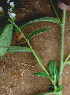  ( - BioBot01537)  @11 [ ] CreativeCommons - Attribution Non-Commercial Share-Alike (2010) Daniel H. Janzen Guanacaste Dry Forest Conservation Fund