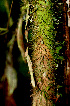  (Desmoncus schippii - BioBot01539)  @11 [ ] CreativeCommons - Attribution Non-Commercial Share-Alike (2010) Daniel H. Janzen Guanacaste Dry Forest Conservation Fund