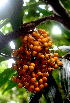  ( - BioBot01539)  @11 [ ] CreativeCommons - Attribution Non-Commercial Share-Alike (2010) Daniel H. Janzen Guanacaste Dry Forest Conservation Fund