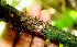  ( - BioBot01540)  @11 [ ] CreativeCommons - Attribution Non-Commercial Share-Alike (2010) Daniel H. Janzen Guanacaste Dry Forest Conservation Fund