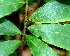  ( - BioBot01540)  @11 [ ] CreativeCommons - Attribution Non-Commercial Share-Alike (2010) Daniel H. Janzen Guanacaste Dry Forest Conservation Fund
