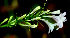  ( - BioBot01541)  @11 [ ] CreativeCommons - Attribution Non-Commercial Share-Alike (2010) Daniel H. Janzen Guanacaste Dry Forest Conservation Fund