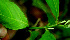  ( - BioBot01541)  @11 [ ] CreativeCommons - Attribution Non-Commercial Share-Alike (2010) Daniel H. Janzen Guanacaste Dry Forest Conservation Fund