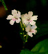  ( - BioBot01542)  @11 [ ] CreativeCommons - Attribution Non-Commercial Share-Alike (2010) Daniel H. Janzen Guanacaste Dry Forest Conservation Fund